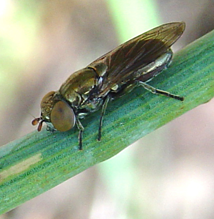 Dittero syirphidae: Riponnensia splendens  m & f